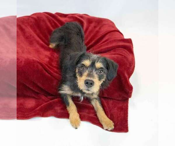 Medium Photo #3 Colonial Cocker Spaniel-Unknown Mix Puppy For Sale in Kennesaw, GA, USA