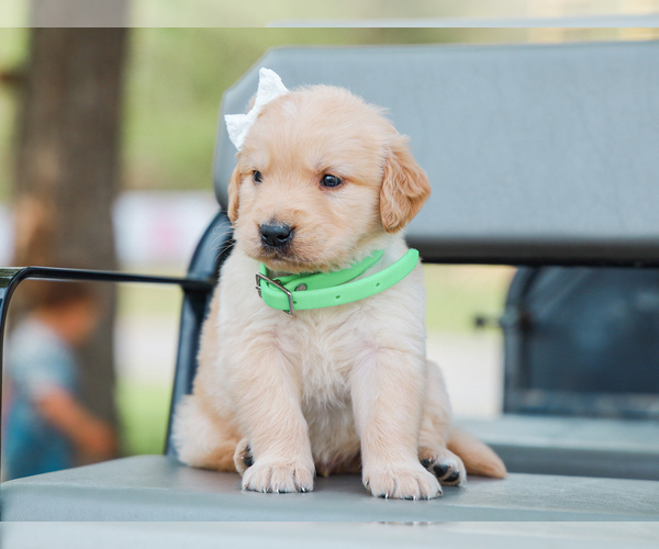 Medium Photo #2 Golden Retriever Puppy For Sale in LIBERTY, KY, USA