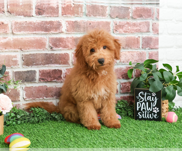 Medium Photo #4 Goldendoodle Puppy For Sale in SYRACUSE, IN, USA