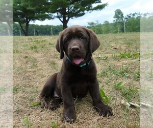 Labrador Retriever Puppy for sale in MILLERSTOWN, PA, USA