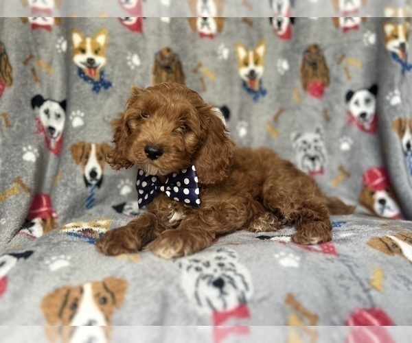 Medium Photo #8 Cock-A-Poo Puppy For Sale in LAKELAND, FL, USA