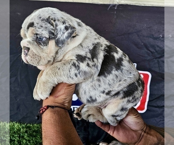 Medium Photo #2 English Bulldog Puppy For Sale in CHARLOTTE, NC, USA