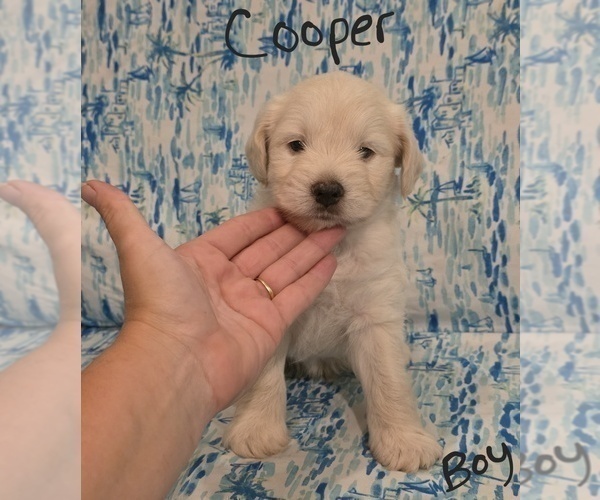 Medium Photo #34 Chizer Puppy For Sale in MONTEZUMA, GA, USA