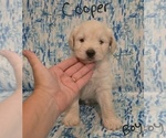 Small #33 Chizer