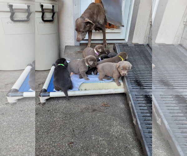 Medium Photo #2 Labrador Retriever Puppy For Sale in Sequim, WA, USA