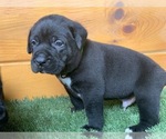 Small Photo #4 Cane Corso Puppy For Sale in NARVON, PA, USA