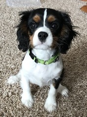 Cavalier King Charles Spaniel Puppy for sale in ZIMMERMAN, MN, USA
