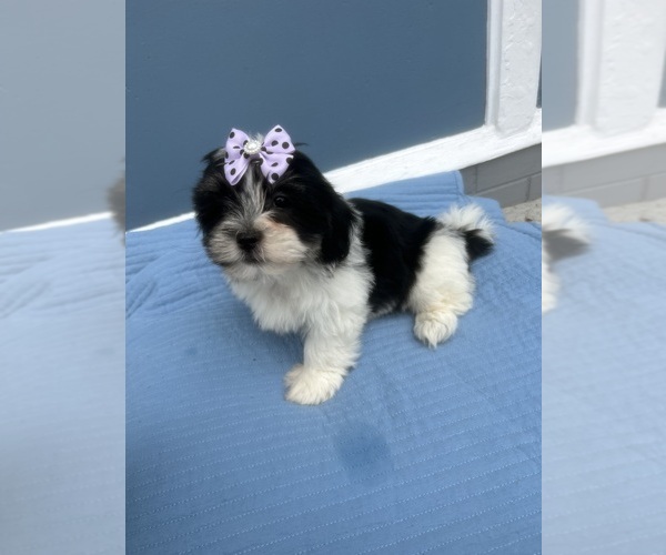 Medium Photo #1 Mal-Shi Puppy For Sale in RANDOLPH, MA, USA