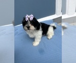 Image preview for Ad Listing. Nickname: Willow