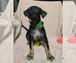 Small Photo #1 Dachshund-Unknown Mix Puppy For Sale in NYC, NY, USA