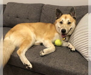 Siberian Husky-Unknown Mix Dogs for adoption in Fremont, CA, USA