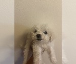 Puppy Puppy 2 Maltipoo