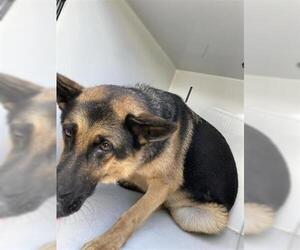 German Shepherd Dog Dogs for adoption in Houston, TX, USA