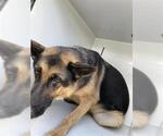 Small German Shepherd Dog