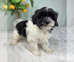 Small #3 ShihPoo