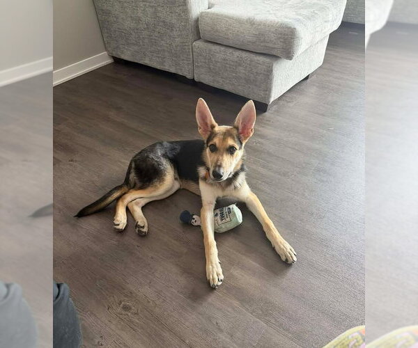 Medium Photo #6 German Shepherd Dog Puppy For Sale in Gretna, NE, USA