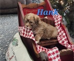 Small #7 Havanese