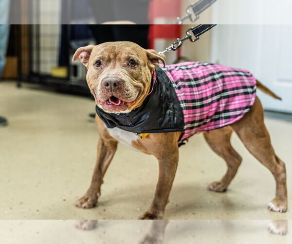 Medium Photo #23 Mutt Puppy For Sale in Mundelein, IL, USA