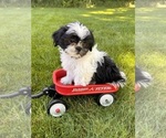 Small #1 Shih Tzu