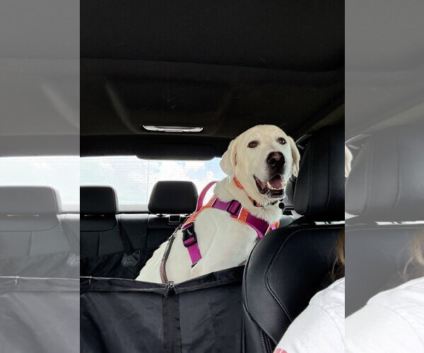 Medium Photo #10 Great Pyrenees-Unknown Mix Puppy For Sale in Houston, TX, USA