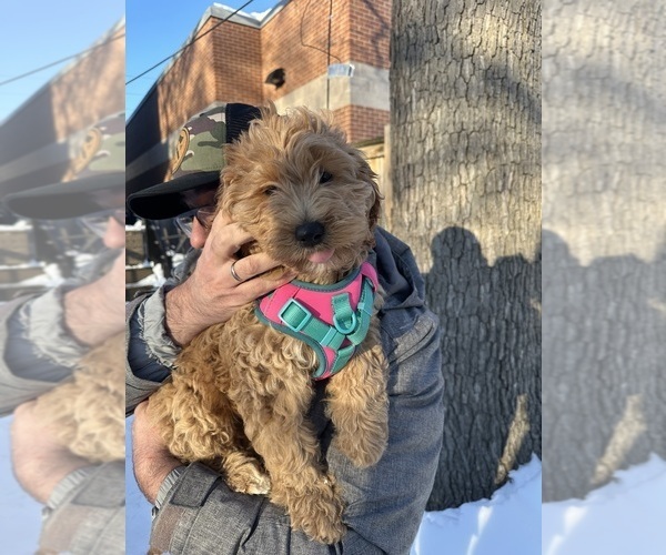 Medium Photo #3 Cocker Spaniel-Goldendoodle Mix Puppy For Sale in BUFFALO, NY, USA
