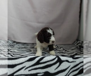 Goldendoodle (Miniature) Puppy for sale in FRYTOWN, IA, USA