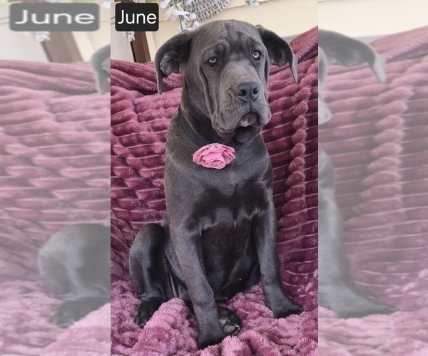 Medium Photo #2 Cane Corso Puppy For Sale in MINERAL WELLS, WV, USA