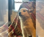 Puppy Cowboy Curtis Siberian Husky