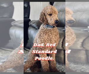 Father of the Goldendoodle puppies born on 04/22/2022