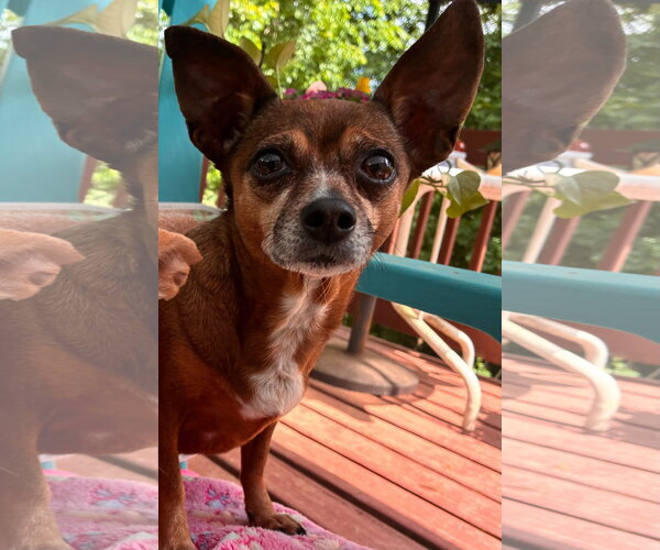 Medium Photo #1 Chiweenie Puppy For Sale in Pacolet, SC, USA