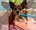 Small Chiweenie