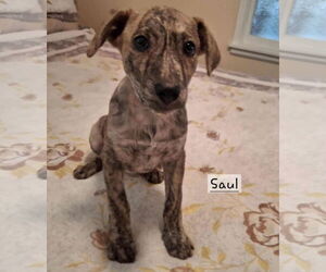 Plott Hound-Unknown Mix Dogs for adoption in SHERBURNE, NY, USA