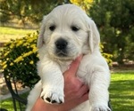 Puppy Christopher Rob English Cream Golden Retriever