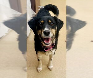 Mutt Dog for Adoption in Derwood, Maryland USA