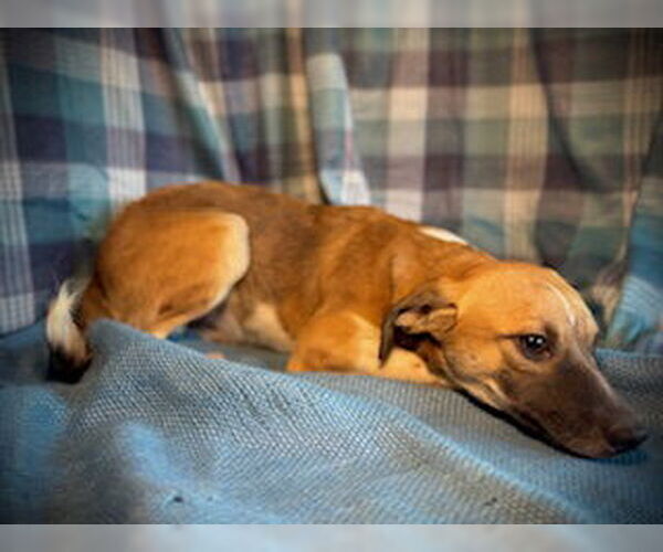 Medium Photo #2 Chihuahua-Unknown Mix Puppy For Sale in Pleasanton, TX, USA