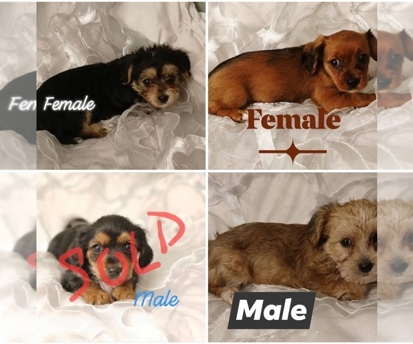 Medium Photo #1 Dorkie Puppy For Sale in BURLINGTON, MA, USA