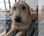 Small #3 Poodle (Standard) Mix