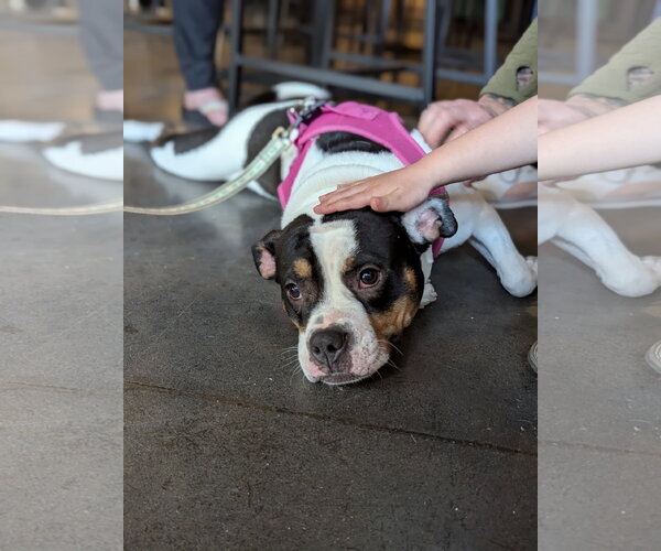 Medium Photo #3 American Bulldog-American Staffordshire Terrier Mix Puppy For Sale in Holly Springs, NC, USA