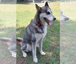 Small #3 Siberian Husky
