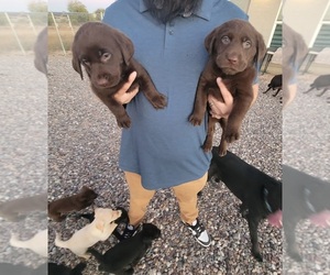 Labrador Retriever Puppy for sale in ARIZONA CITY, AZ, USA