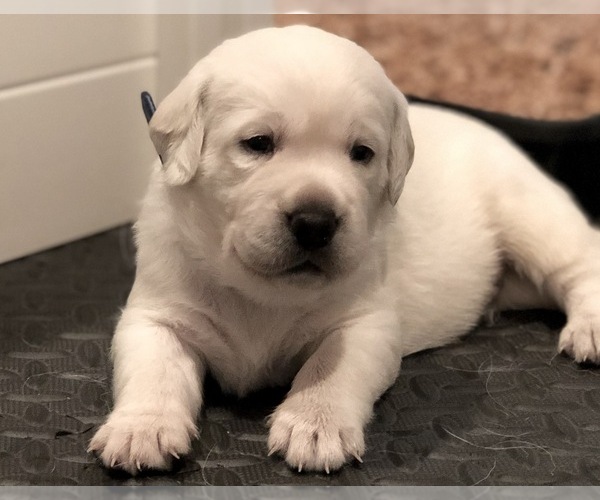 Medium Photo #1 Labrador Retriever Puppy For Sale in LAKE ELSINORE, CA, USA
