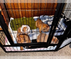 English Bulldog Litter for sale in WISC RAPIDS, WI, USA