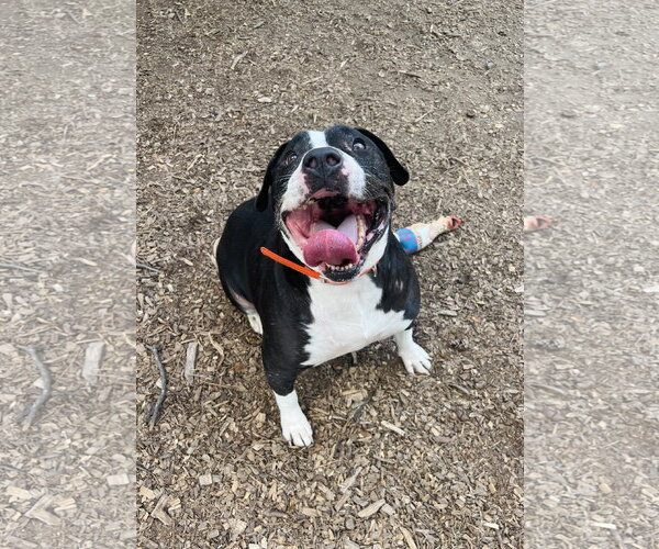 Medium Photo #1 Mutt Puppy For Sale in Clarkesville, GA, USA