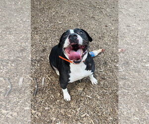 Mutt Dogs for adoption in Clarkesville, GA, USA