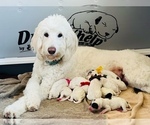 Small Photo #5 Goldendoodle Puppy For Sale in GARDNERVILLE, NV, USA