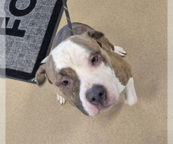 Medium Photo #2 American Pit Bull Terrier Puppy For Sale in Decatur, IL, USA