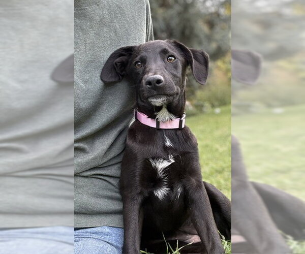 Medium Photo #6 Mutt Puppy For Sale in Sandy, UT, USA