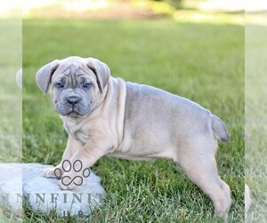 Cane Corso Puppy for sale in LANCASTER, PA, USA