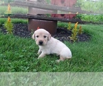 Small Photo #6 Golden Retriever Puppy For Sale in CANTRIL, IA, USA