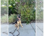 Small Photo #6 German Shepherd Dog Puppy For Sale in Cupertino, CA, USA